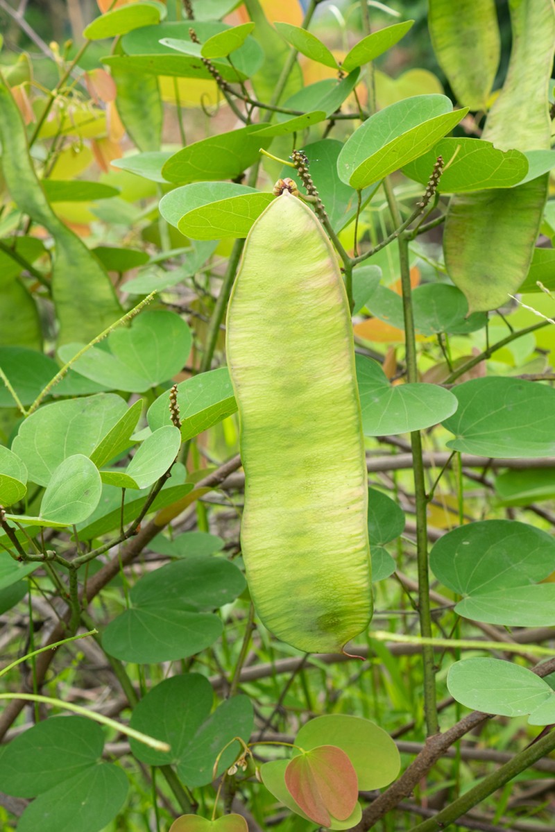 Cheniella tenuiflora photo 4