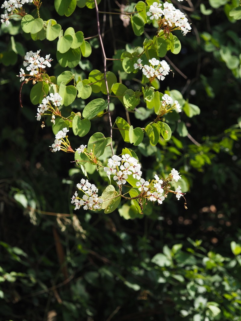 Cheniella tenuiflora photo 5