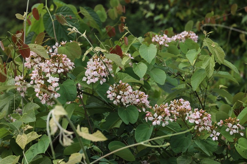 Cheniella tenuiflora photo 6