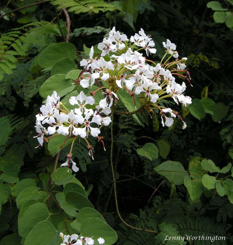 Cheniella tenuiflora photo 8