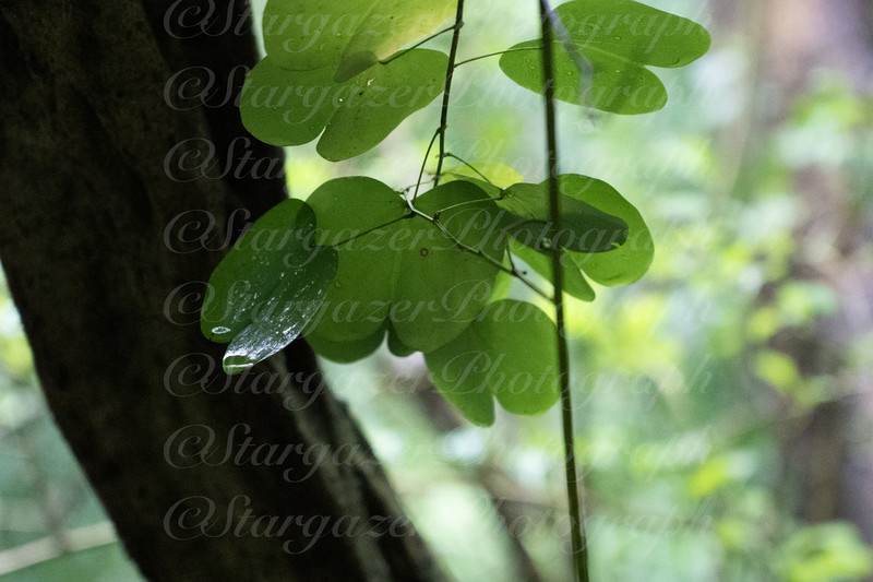 Cheniella touranensis
