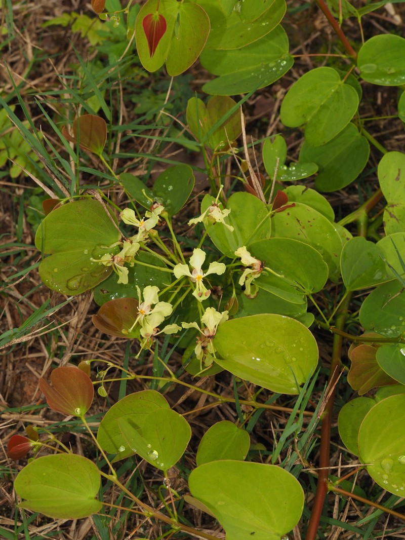 Cheniella touranensis photo 2