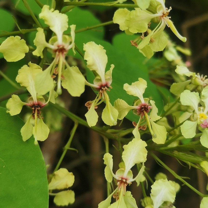 Cheniella touranensis photo 3