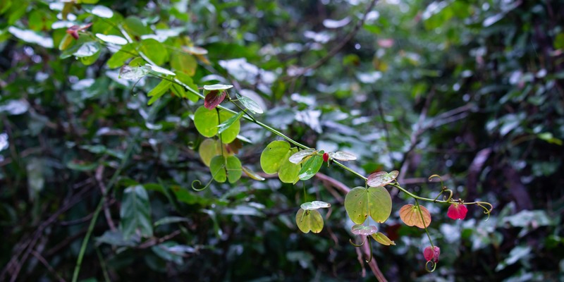 Cheniella touranensis photo 4