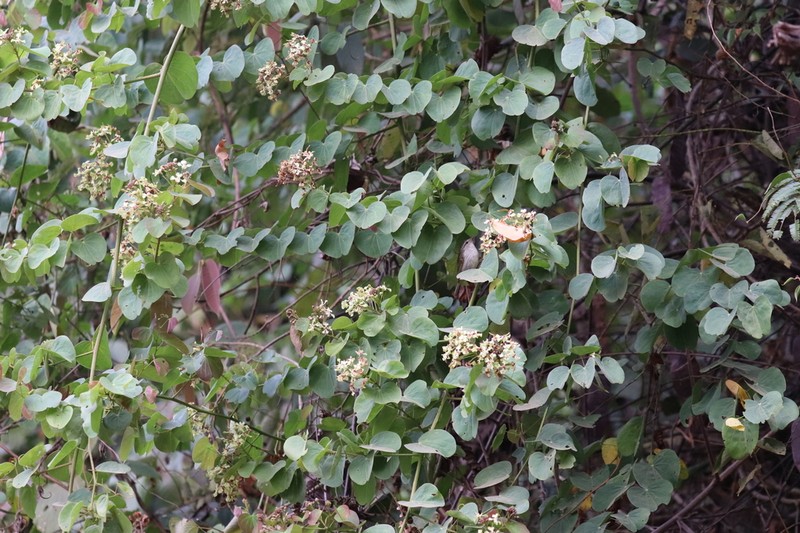 Cheniella touranensis photo 5