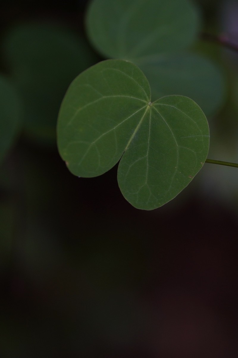 Cheniella touranensis photo 6