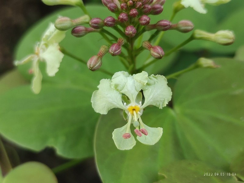 Cheniella touranensis photo 7