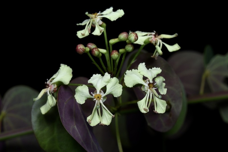 Cheniella touranensis photo 8