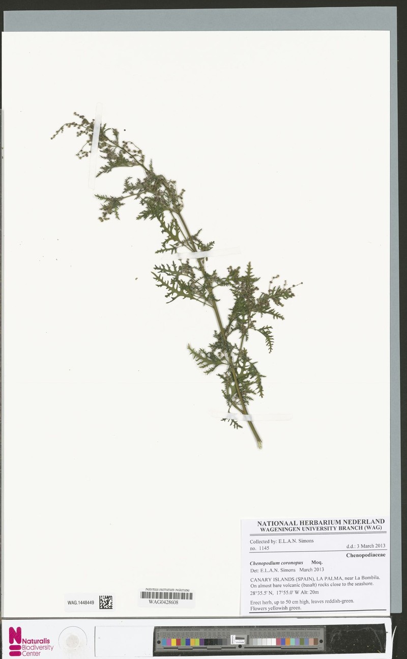 Chenopodiastrum coronopus