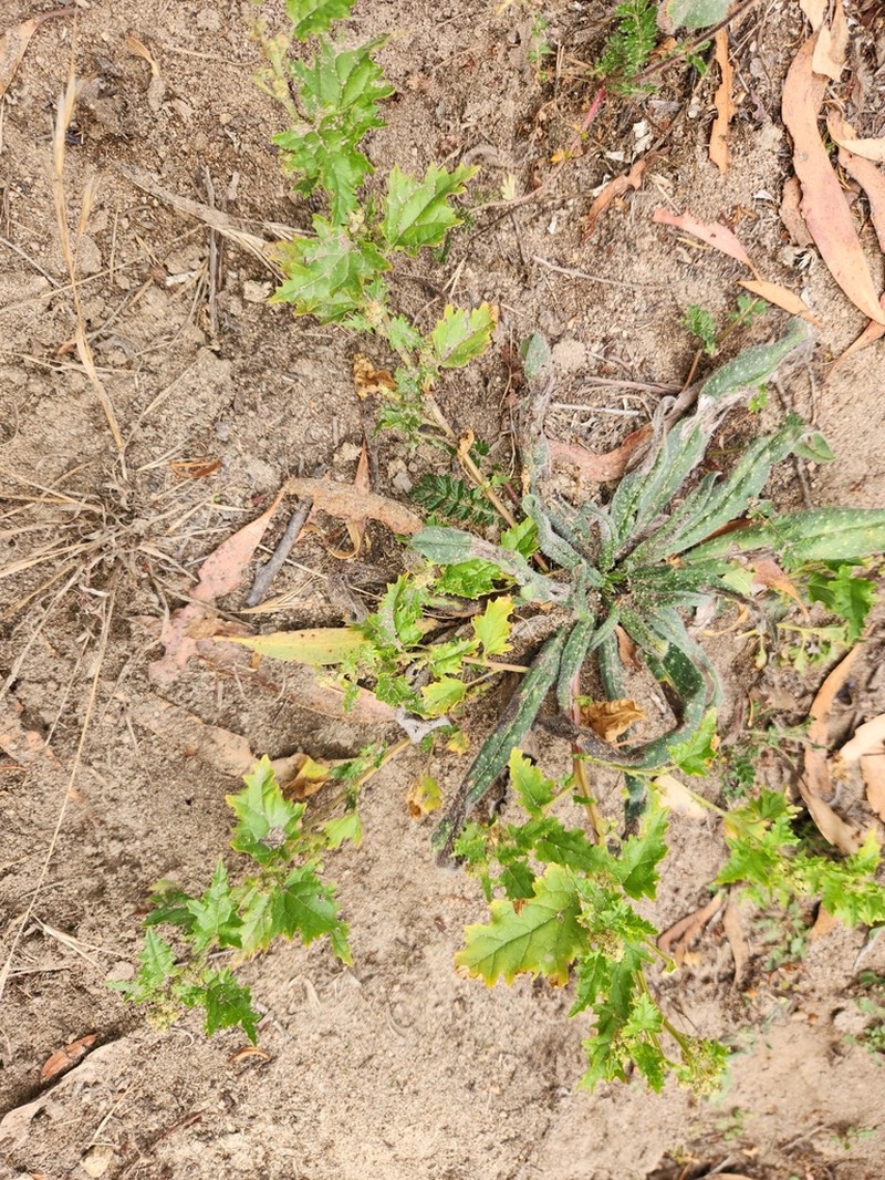 Chenopodiastrum erosum photo 3