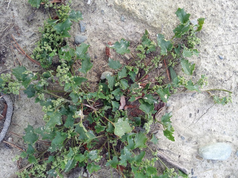 Chenopodiastrum erosum photo 7