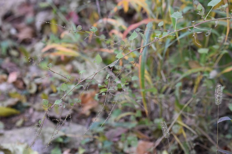 Chenopodiastrum gracilispicum