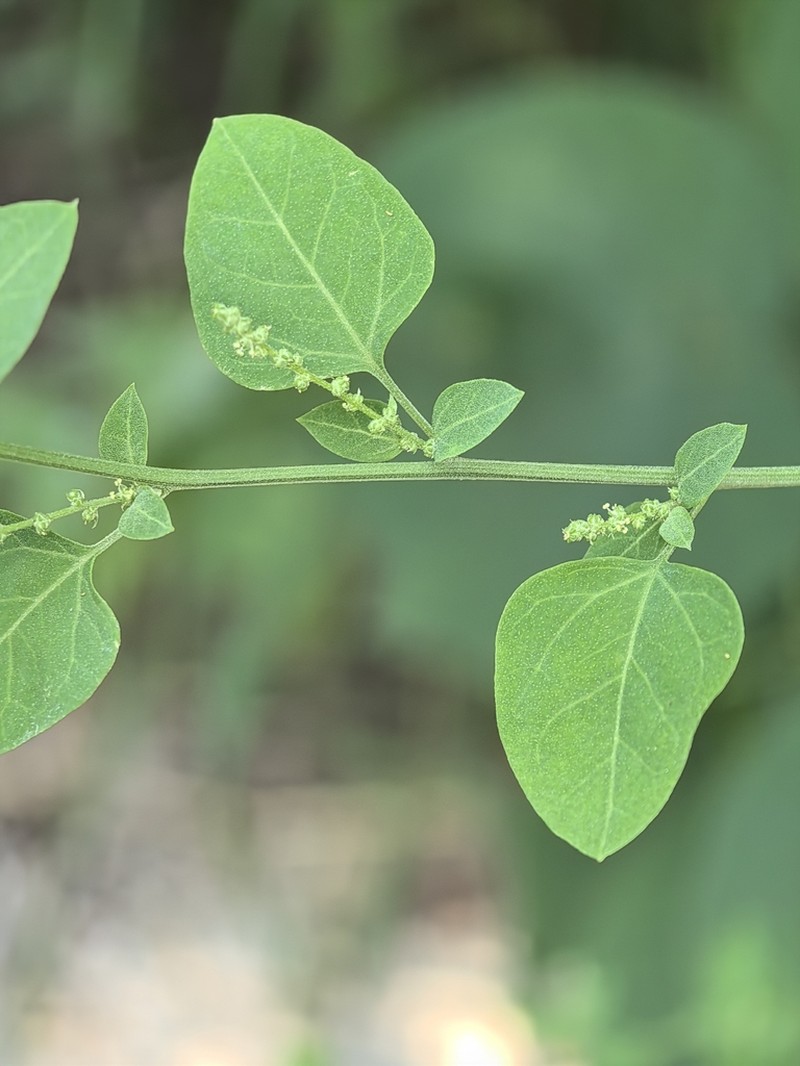 Chenopodiastrum gracilispicum photo 2