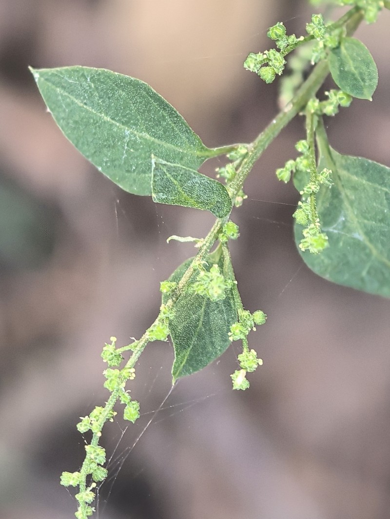 Chenopodiastrum gracilispicum photo 3