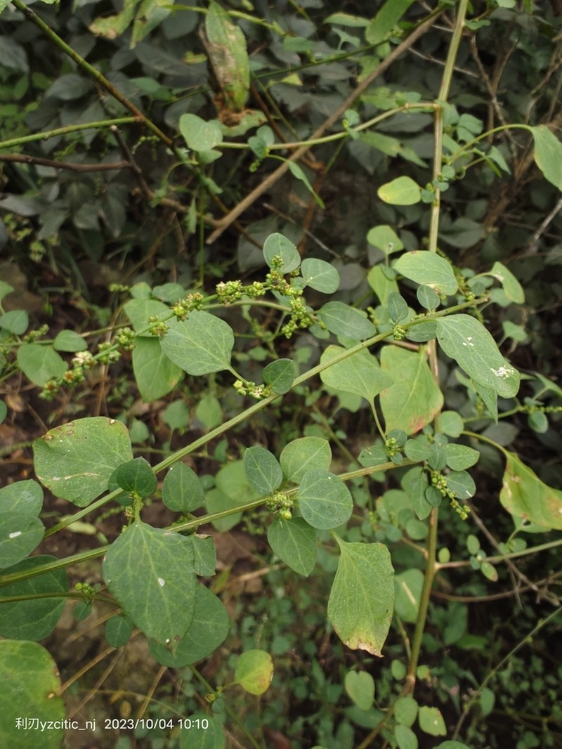 Chenopodiastrum gracilispicum photo 4