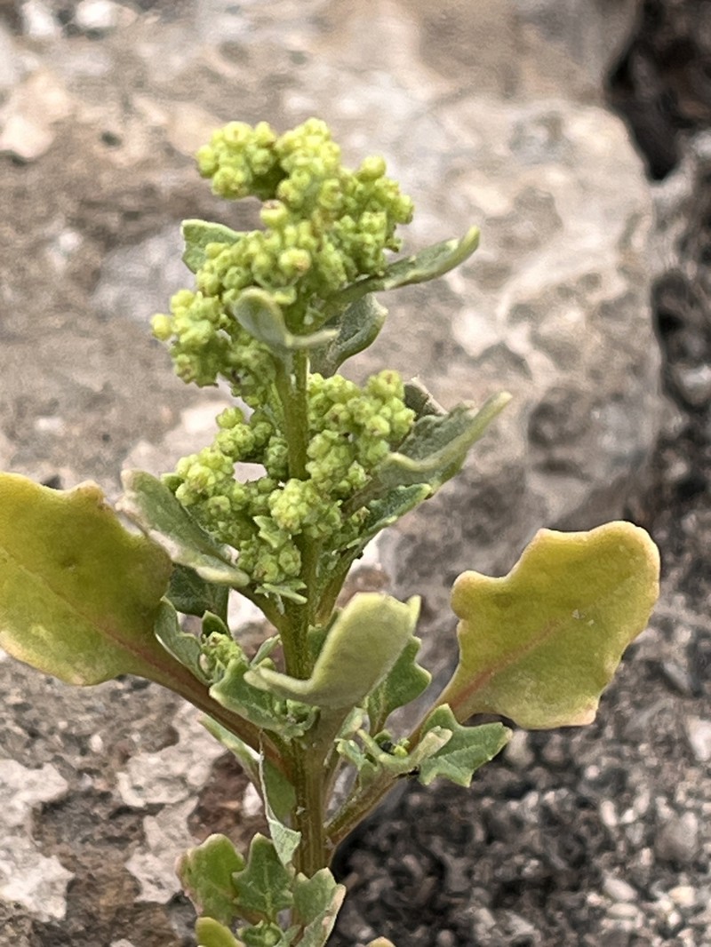 Chenopodiastrum helenense