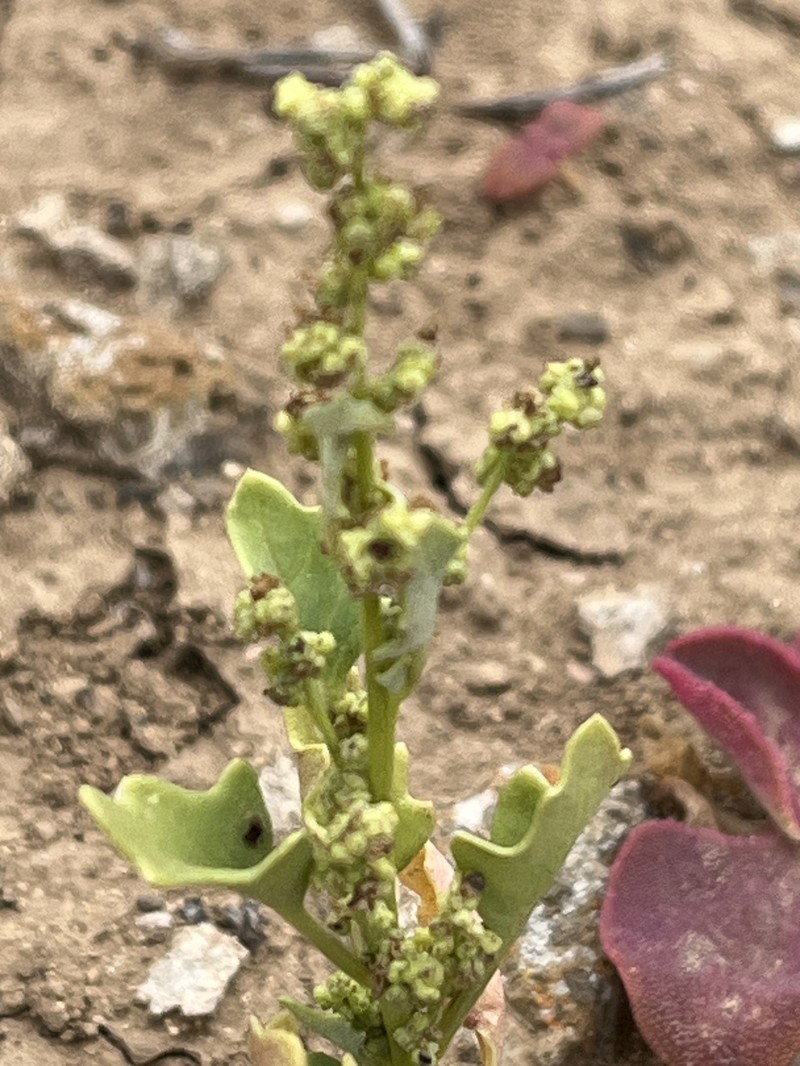 Chenopodiastrum helenense photo 2