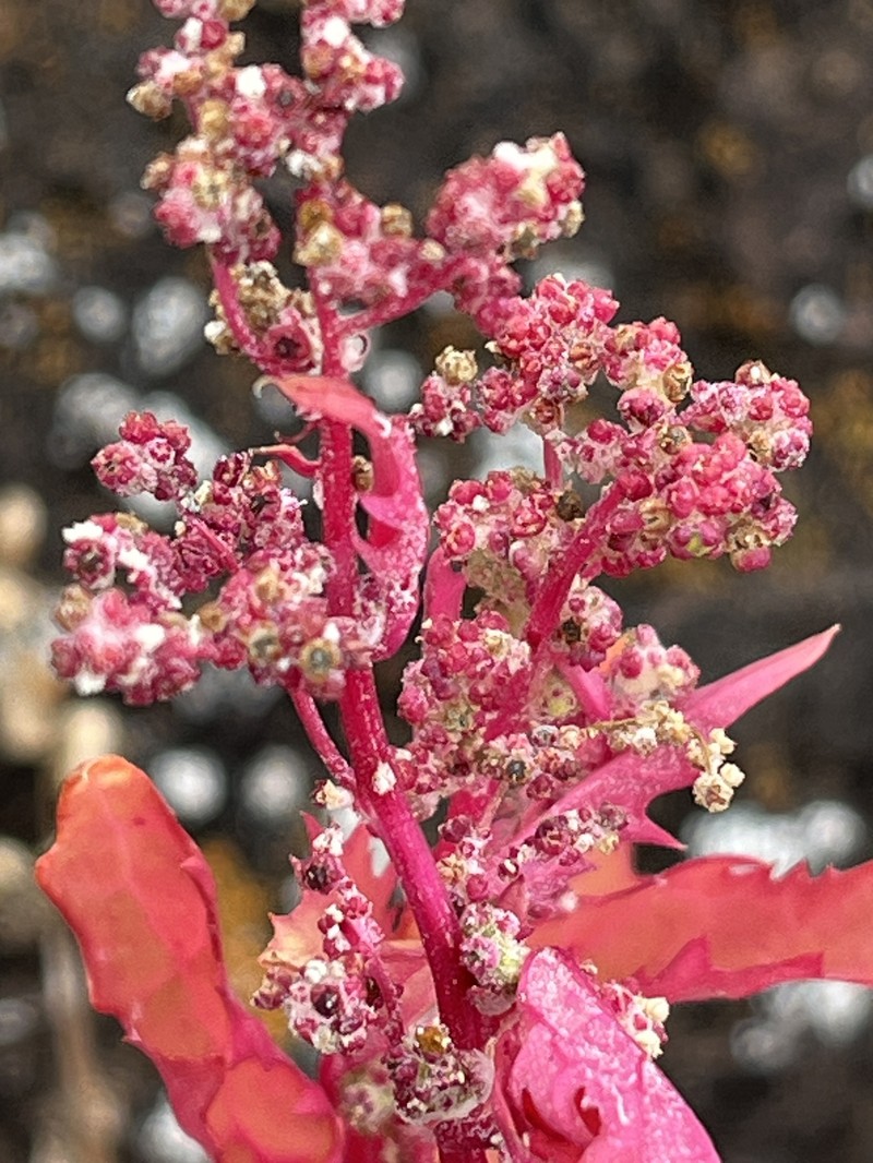 Chenopodiastrum helenense photo 4