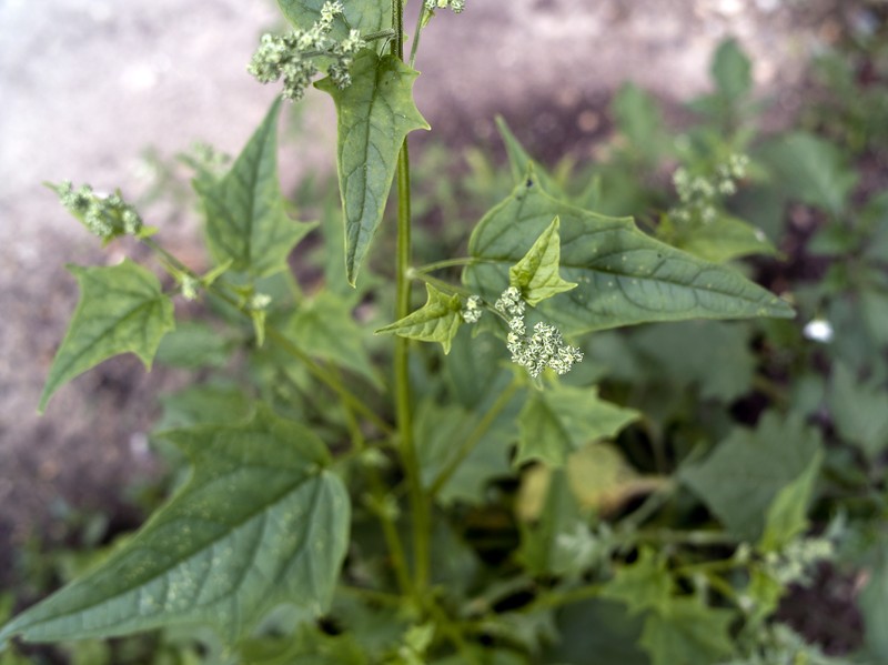 Chenopodiastrum hybridum