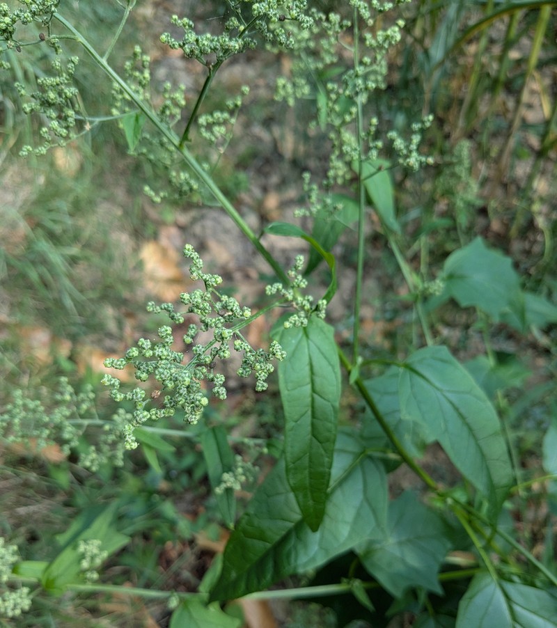 Chenopodiastrum hybridum photo 3