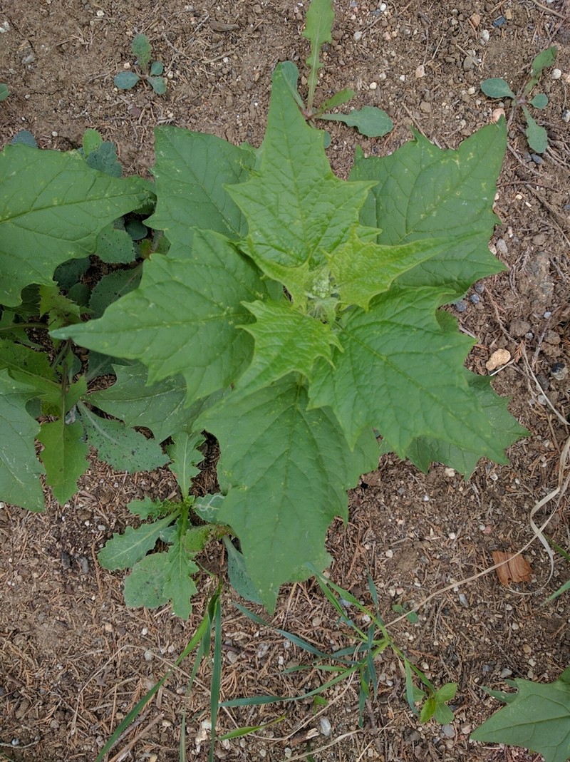 Chenopodiastrum hybridum photo 6