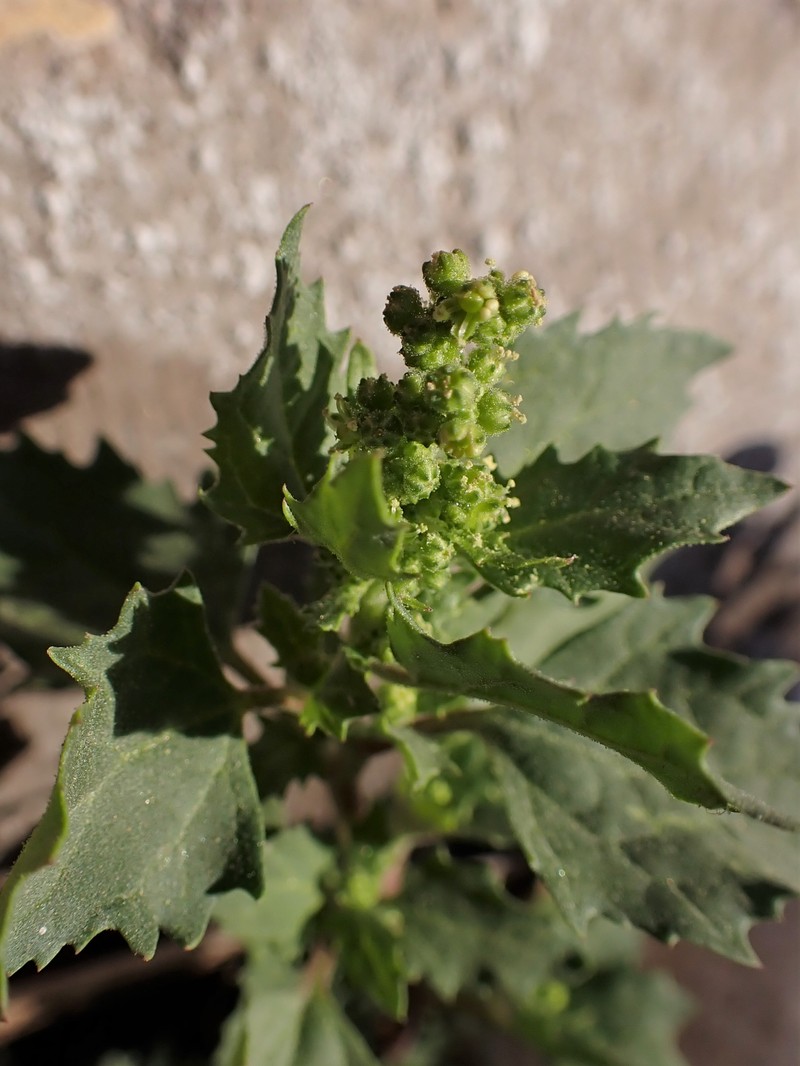 Nettleleaf Goosefoot photo 2
