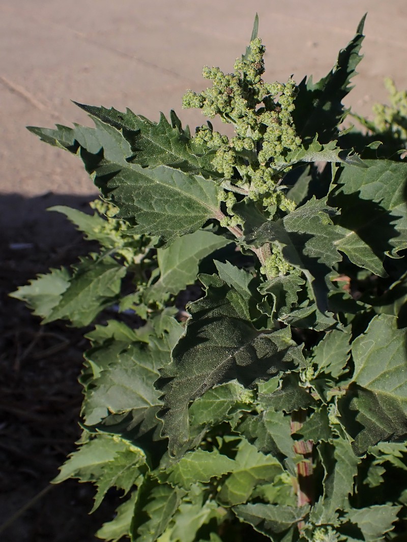 Nettleleaf Goosefoot photo 3