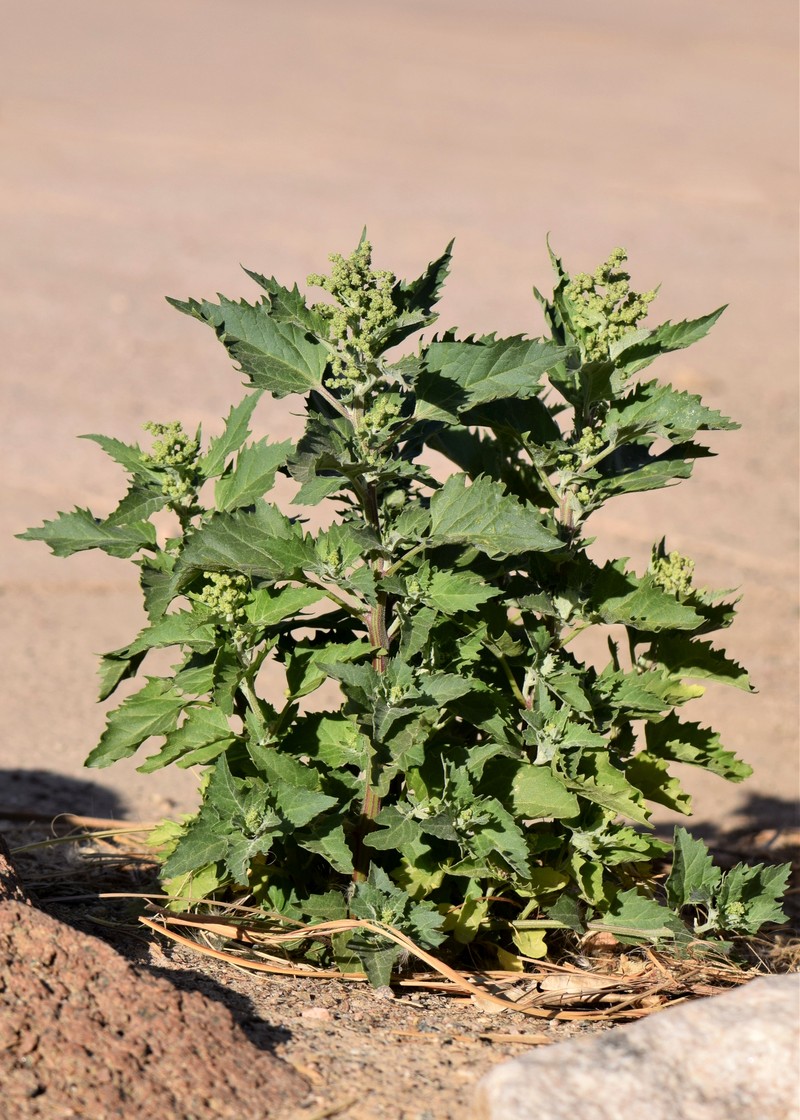 Nettleleaf Goosefoot photo 4