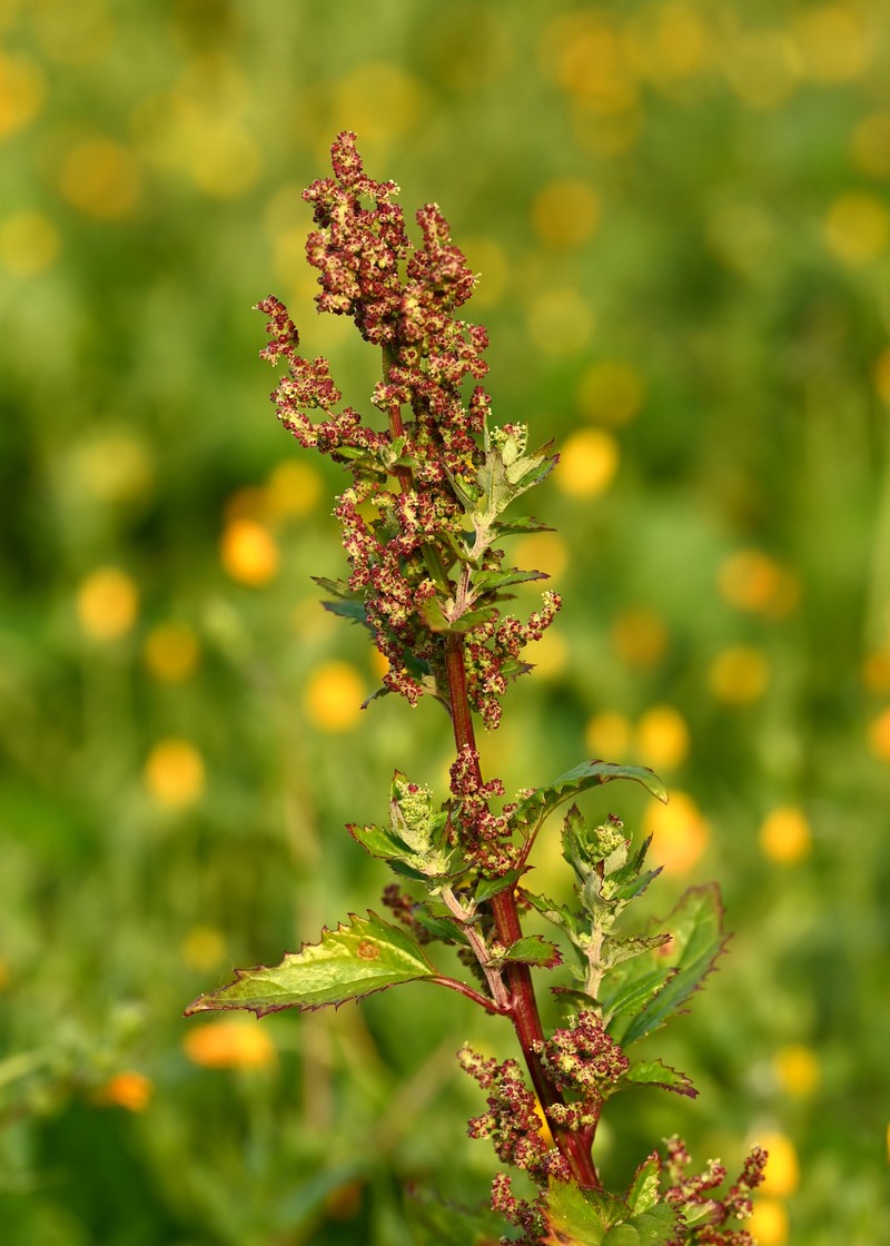 Nettleleaf Goosefoot photo 5