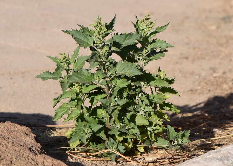 Nettleleaf Goosefoot photo 6