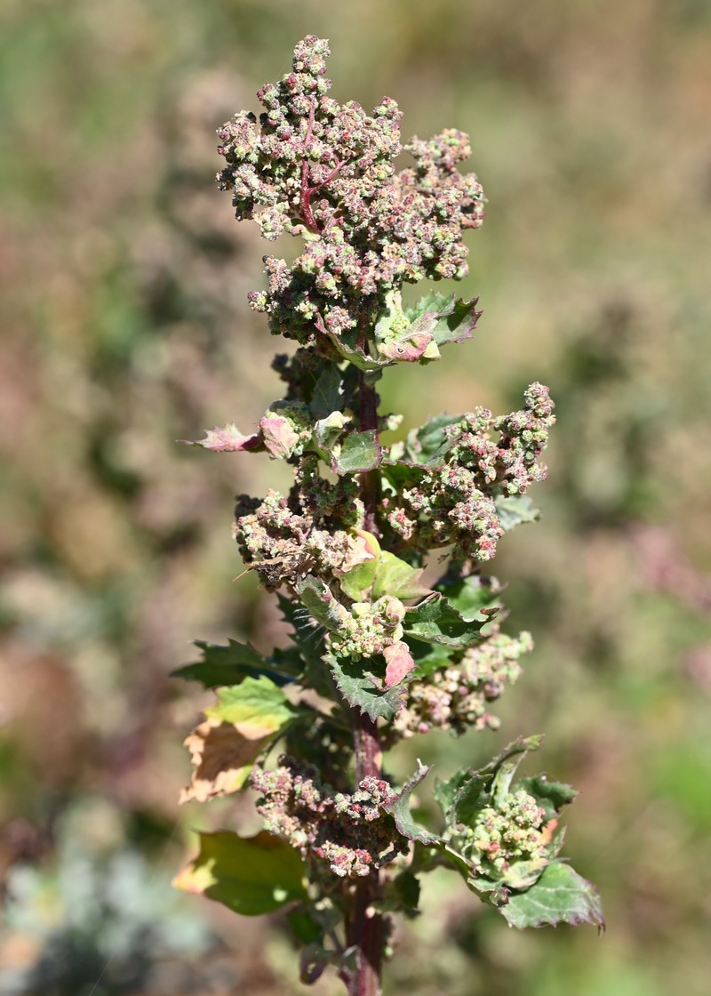 Nettleleaf Goosefoot photo 7