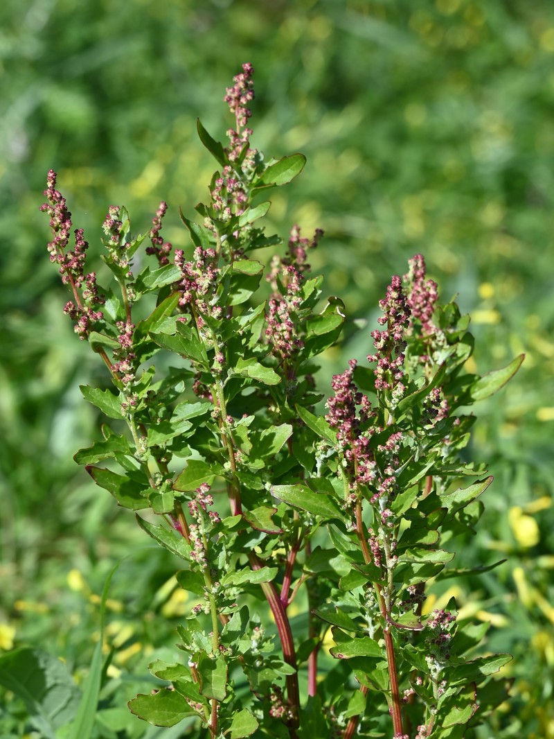Nettleleaf Goosefoot photo 8