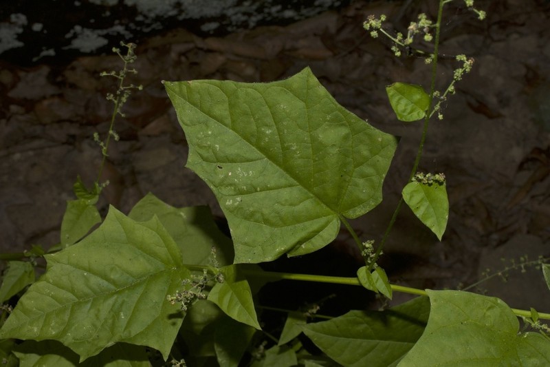 Mapleleaf Goosefoot