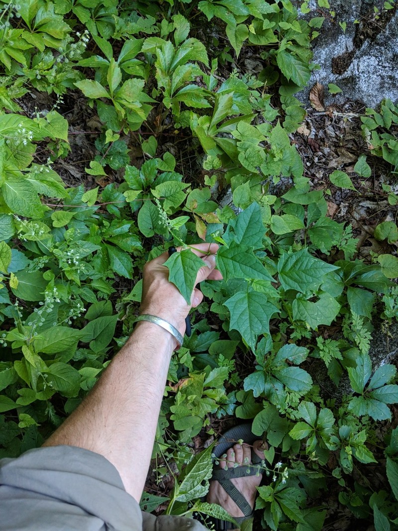 Mapleleaf Goosefoot photo 2