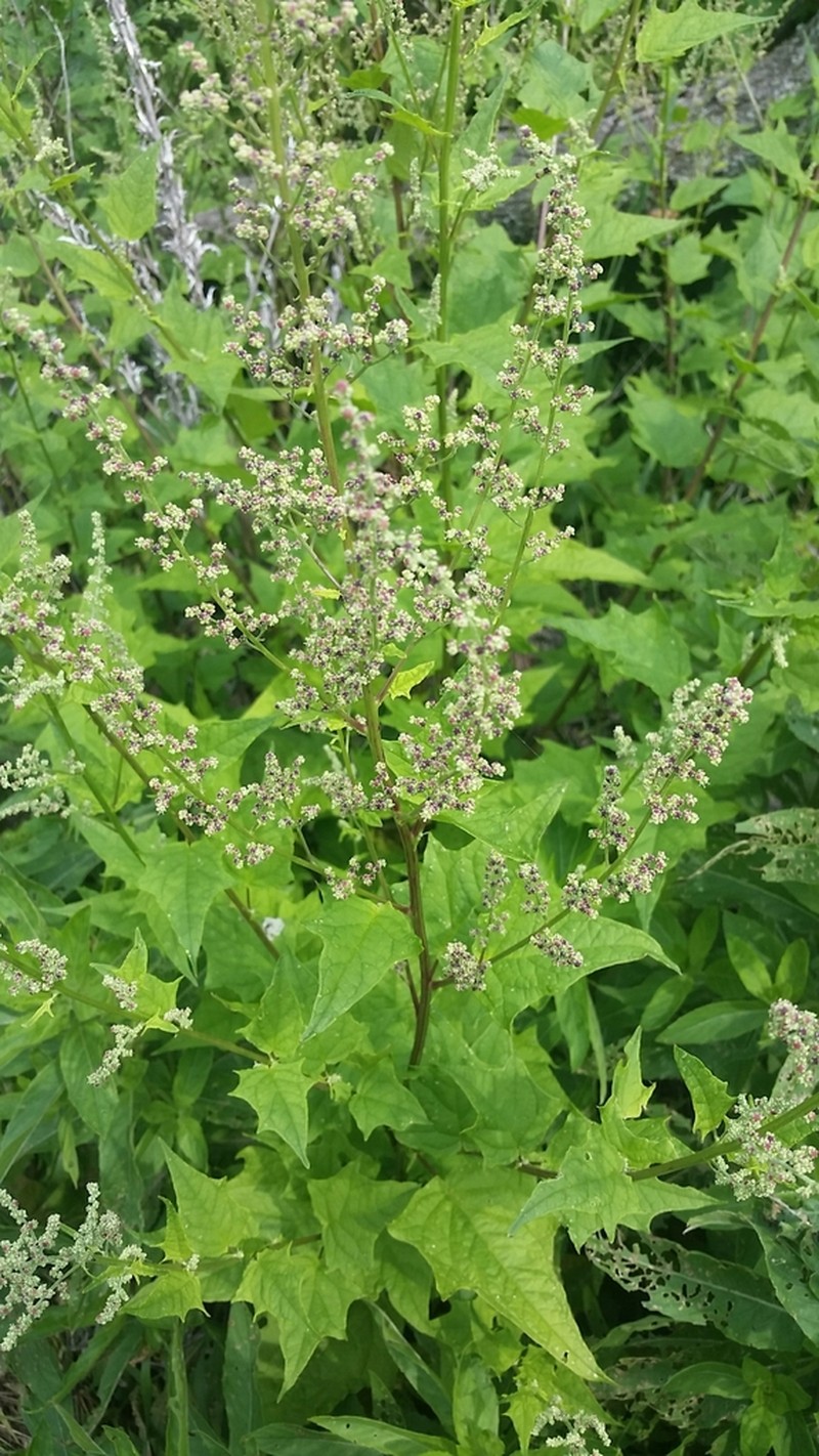 Mapleleaf Goosefoot photo 3
