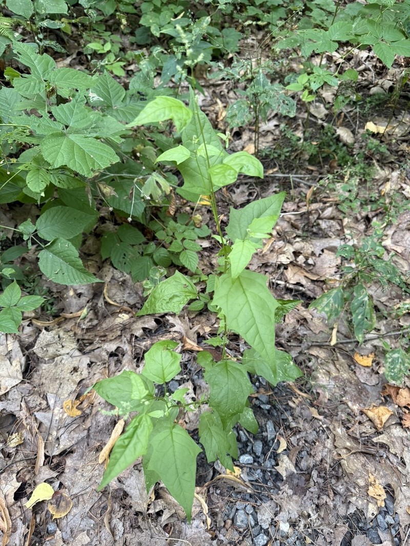 Mapleleaf Goosefoot photo 4