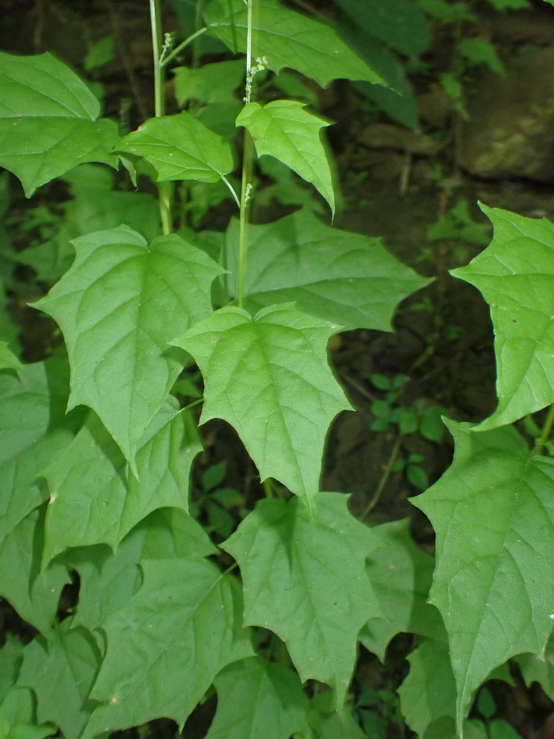 Mapleleaf Goosefoot photo 5