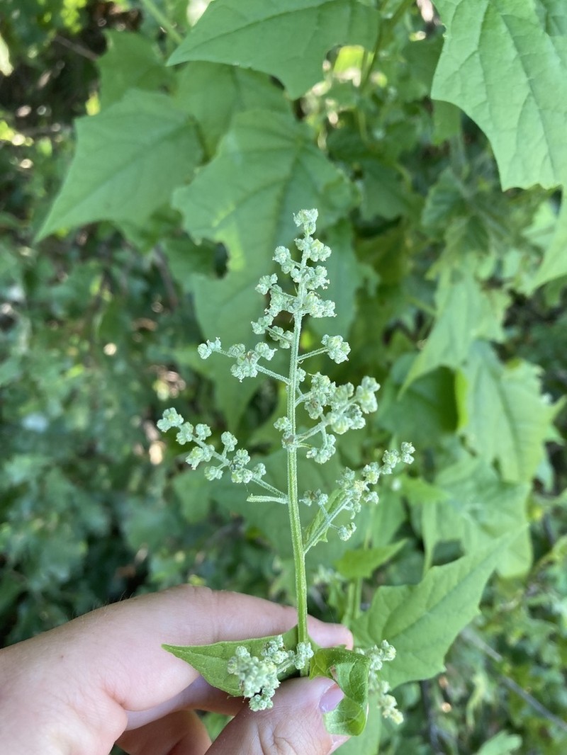 Mapleleaf Goosefoot photo 6