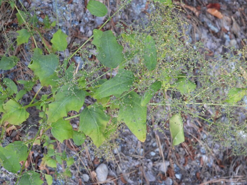 Mapleleaf Goosefoot photo 7