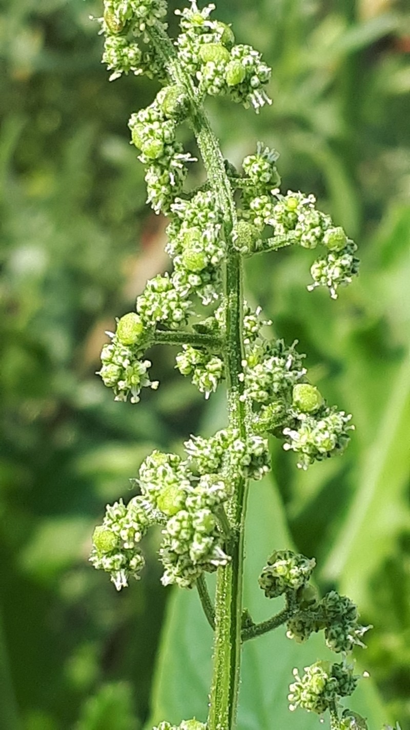 Mapleleaf Goosefoot photo 8
