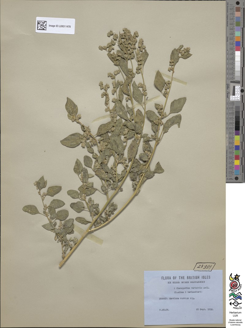 Goosefoot