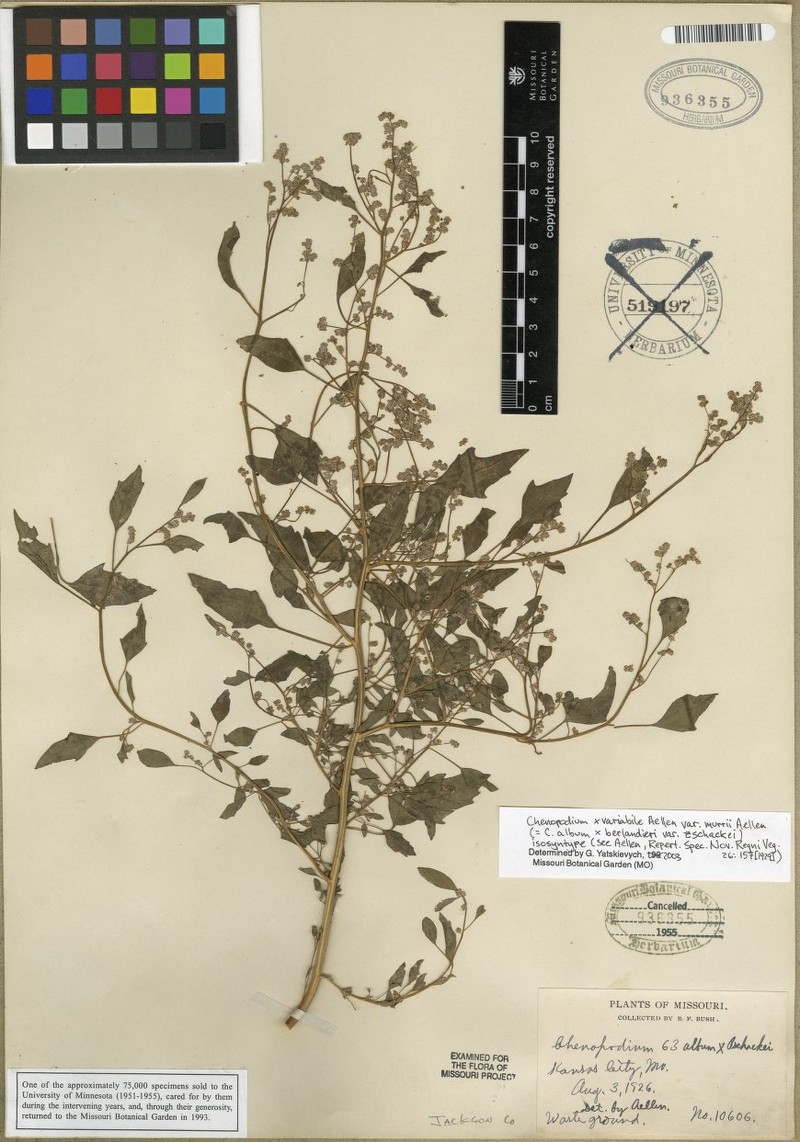 Goosefoot photo 2