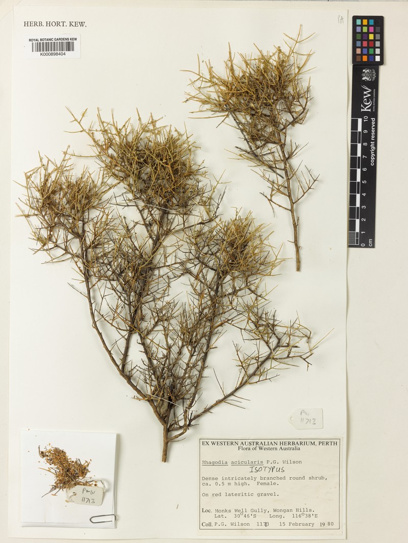 Chenopodium aciculare