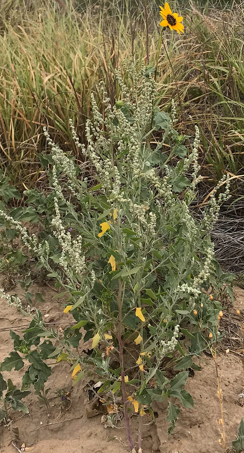 Chenopodium albescens