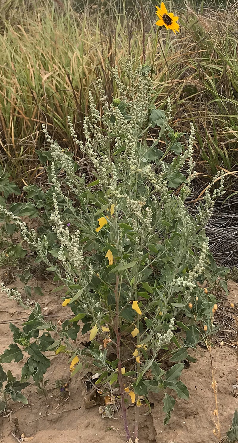Chenopodium albescens photo 2