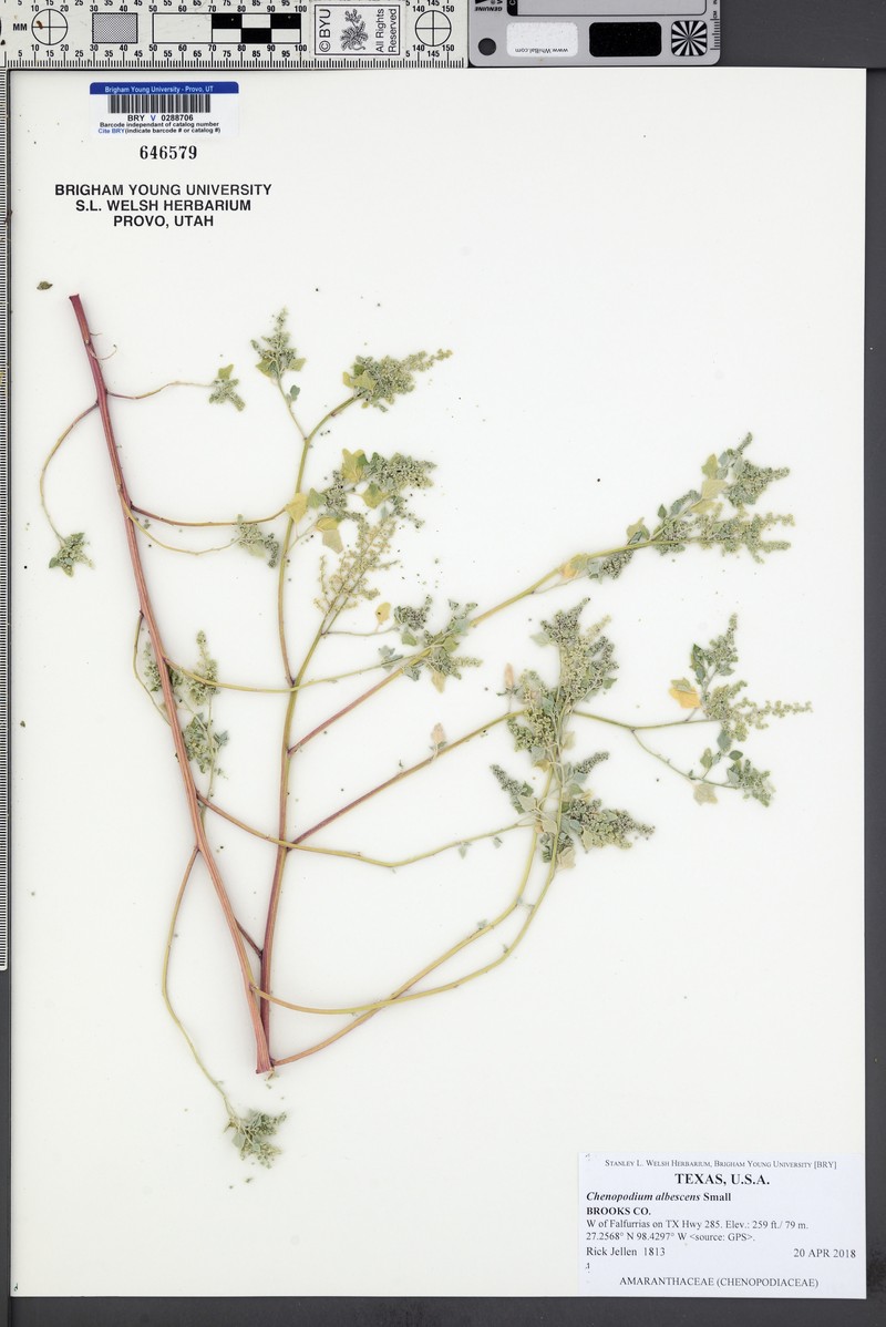 Chenopodium albescens photo 3
