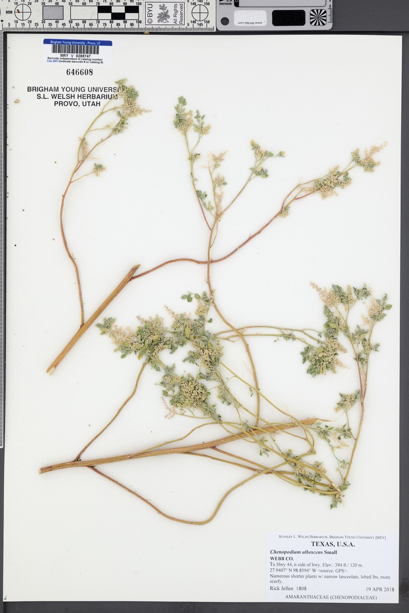 Chenopodium albescens photo 4