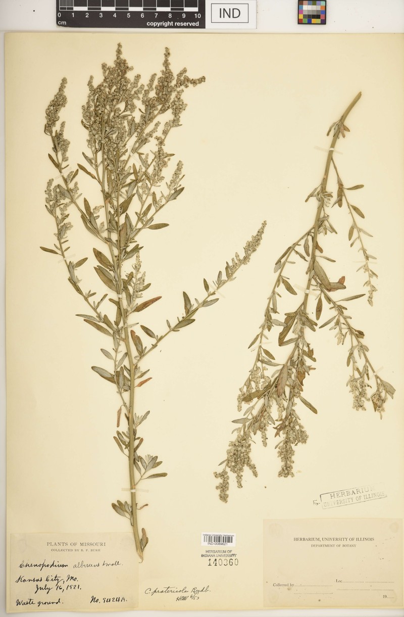 Chenopodium albescens photo 5
