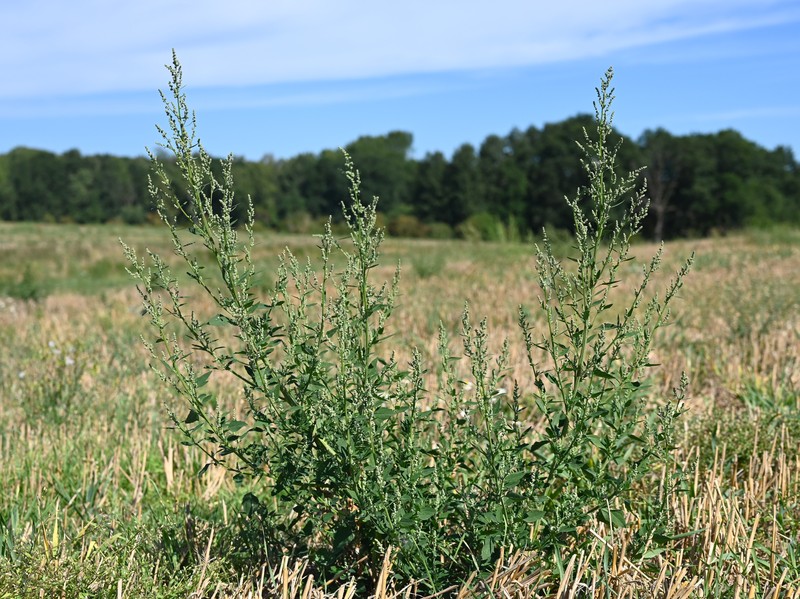 Lambsquarters photo 2