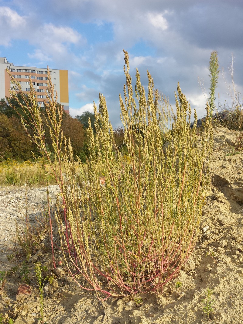 Lambsquarters photo 3